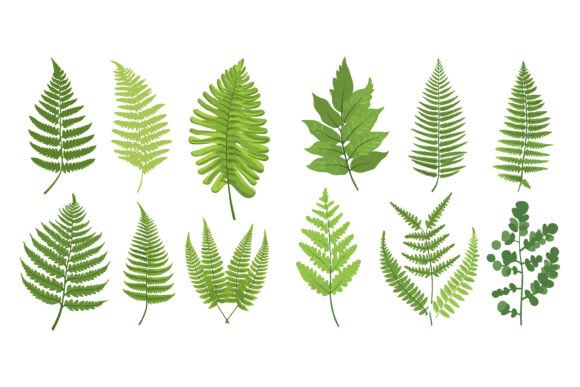 Fern: Unlocking the Full Potential of AI EPS Illustration Sets