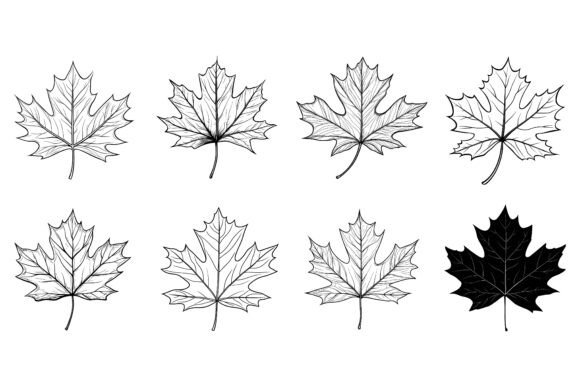 Maple Leaf Vector Art for Professional Print Projects